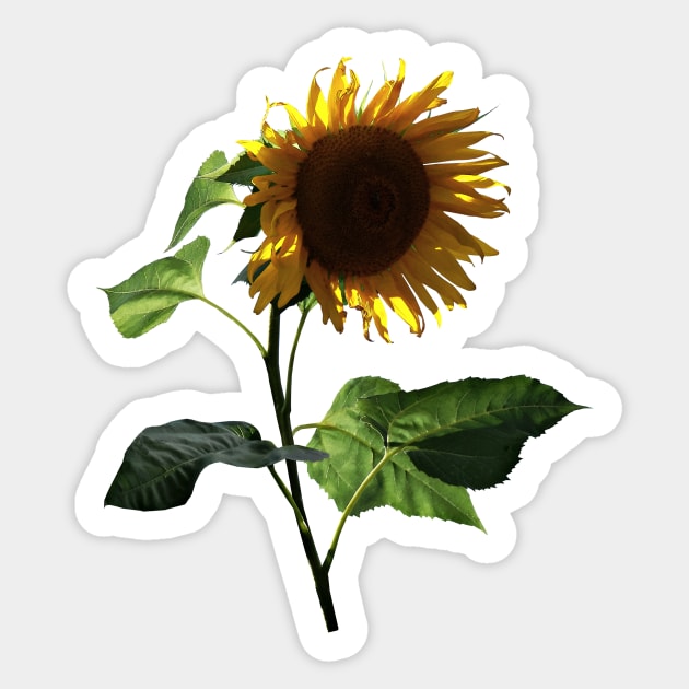 Sunflower Looking Down Sticker by SusanSavad